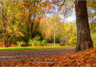 Herbst im Stadtpark Chemnitz 2023_2.jpg